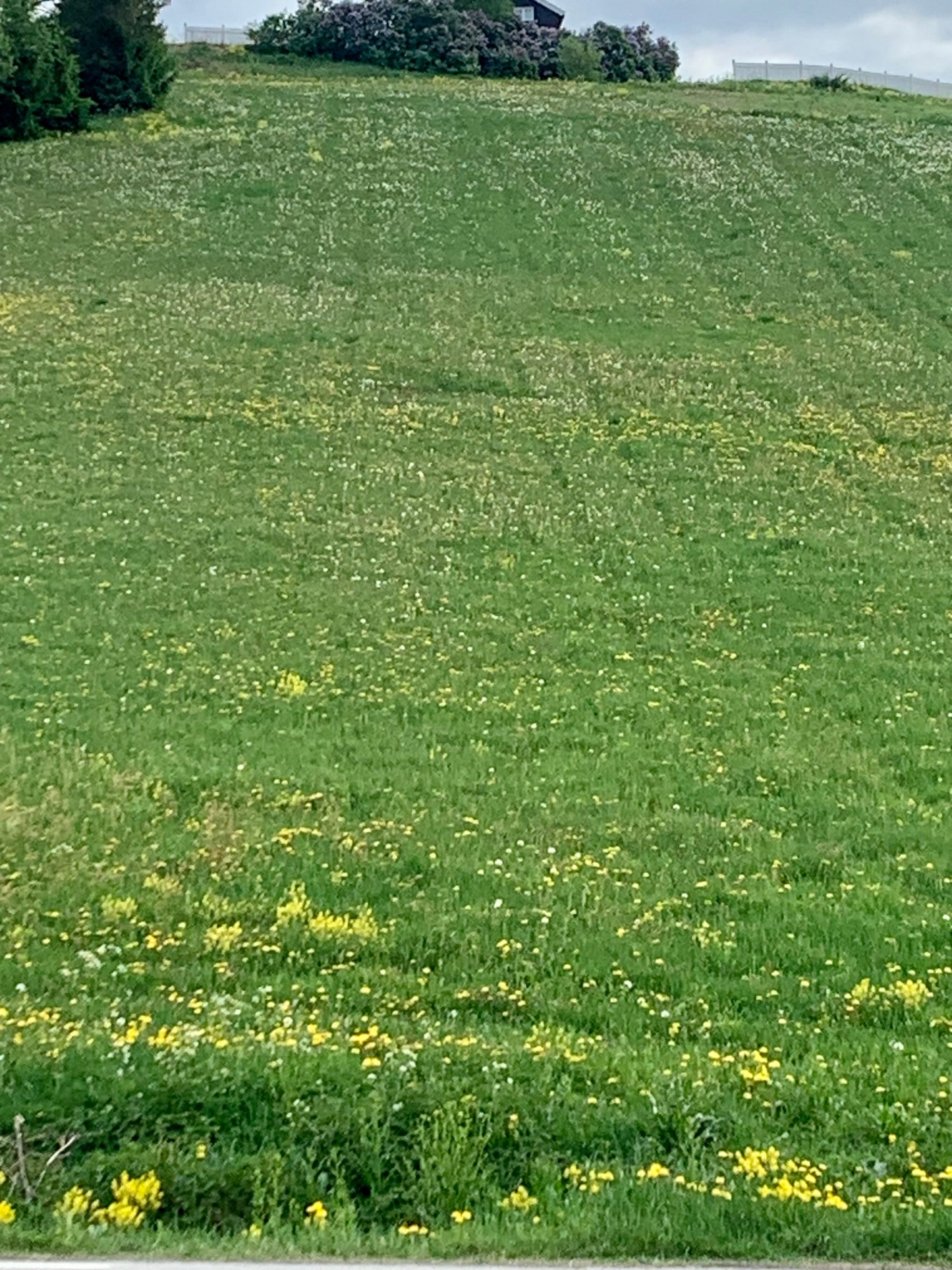 The Dandelion - Strikkeoppskrift