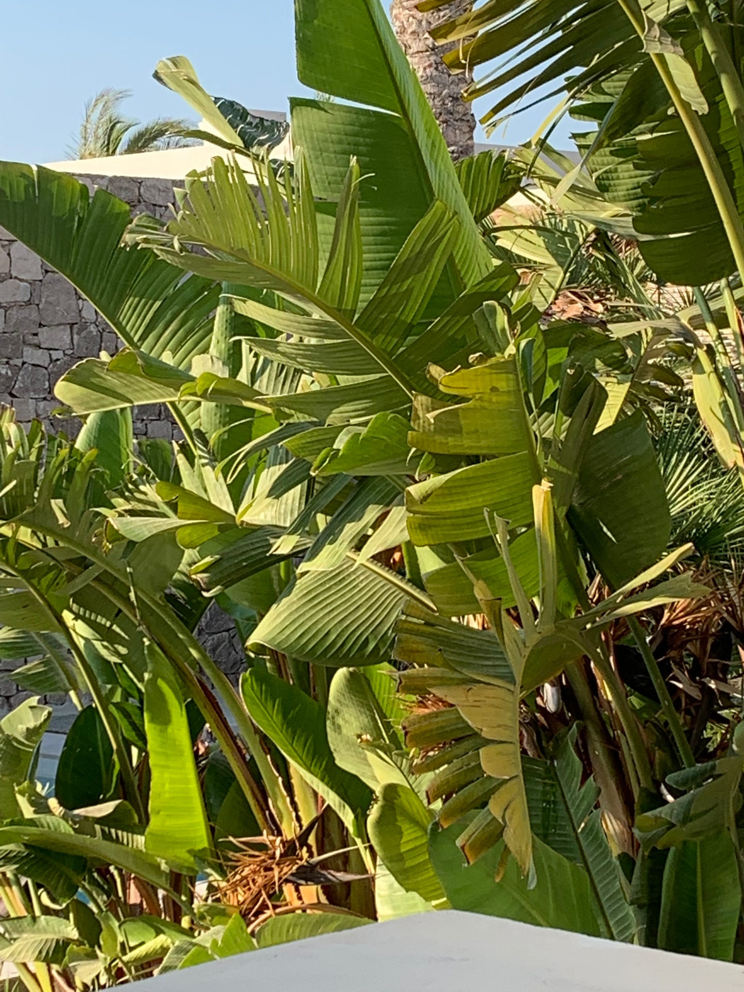 HUG ME – THE JUMPSUIT