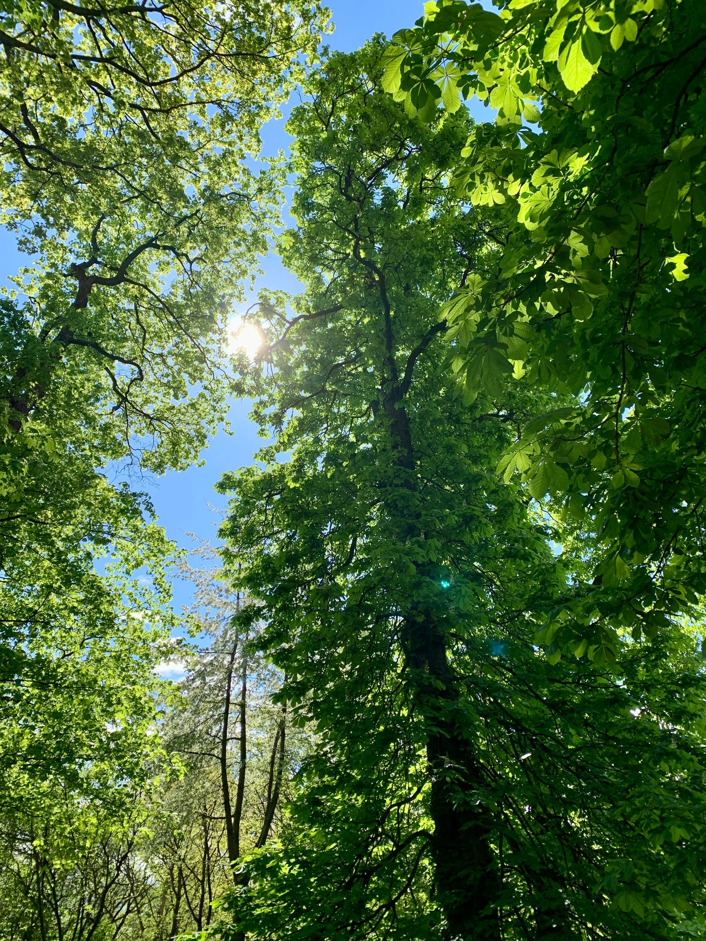 ALWAYS IN MY HEAD - Woods - Mønster