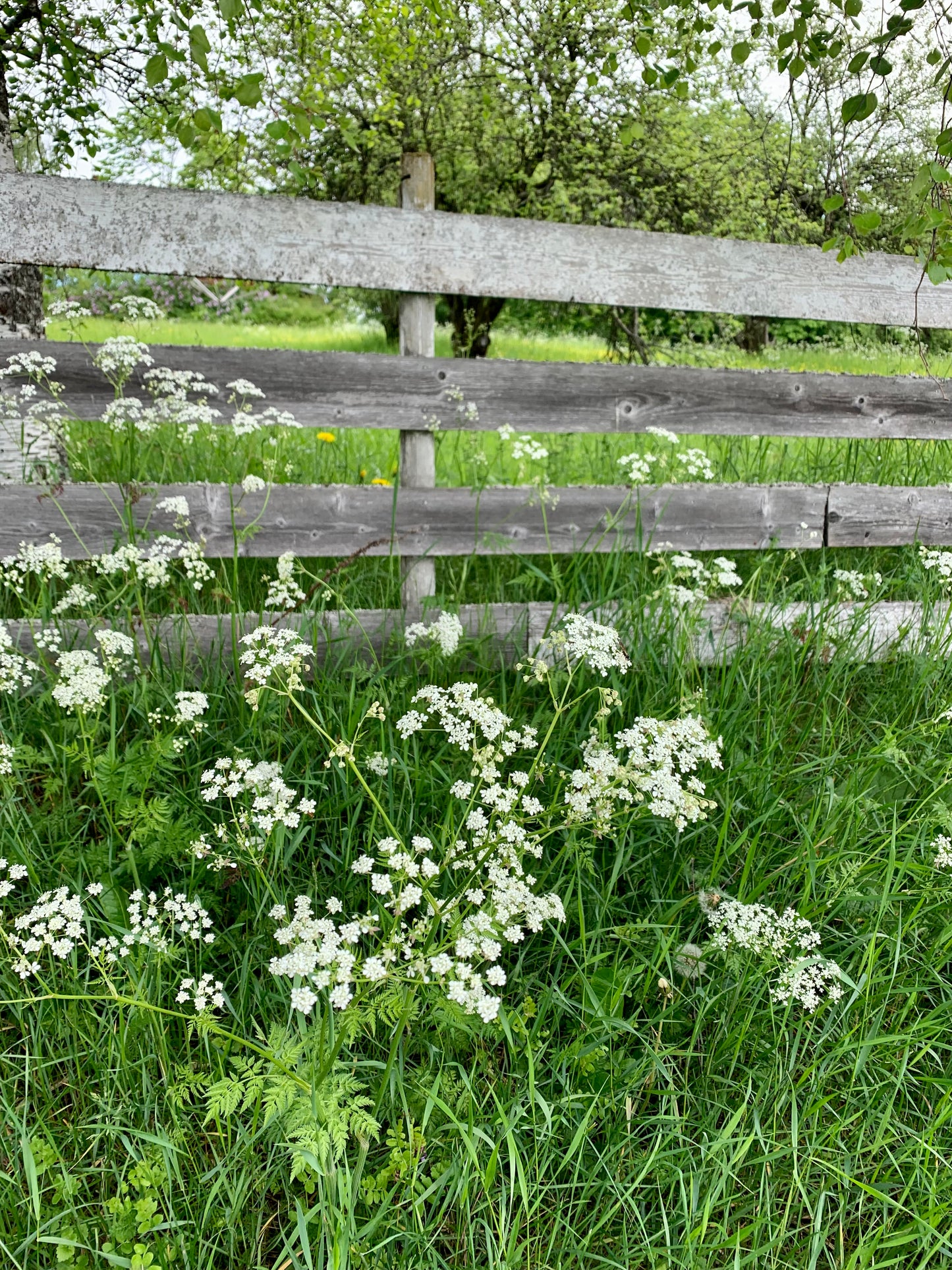 Midsummer Love - NORWEGIAN MAY FLOWERS - Strikkeoppskrift