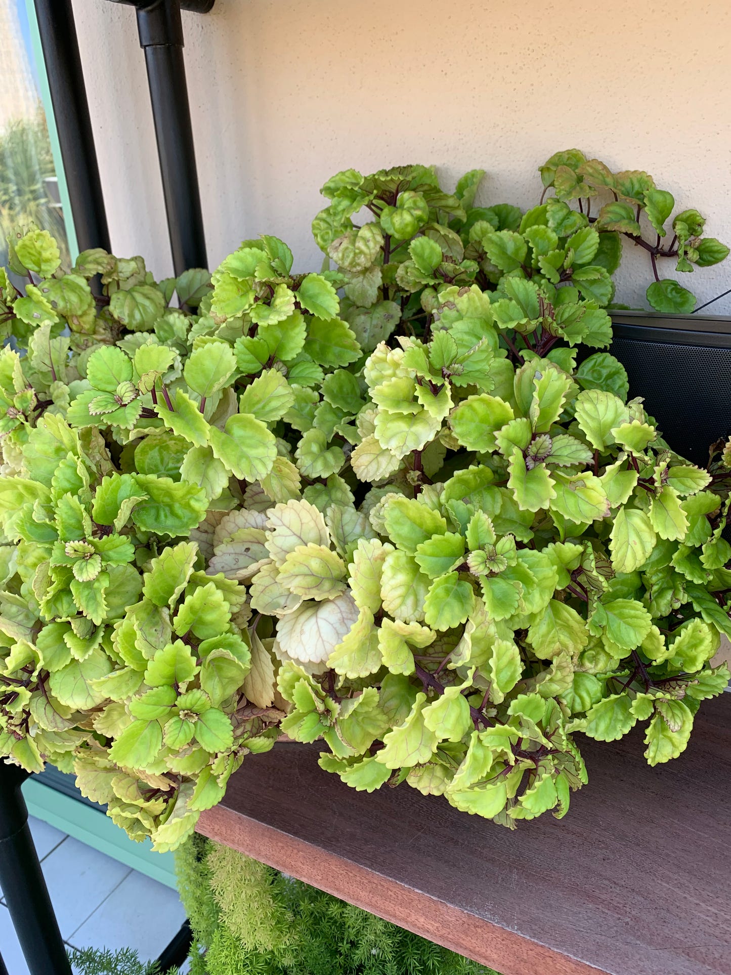 The Calla Bassas - Strikkeoppskrift