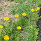 The Dandelion