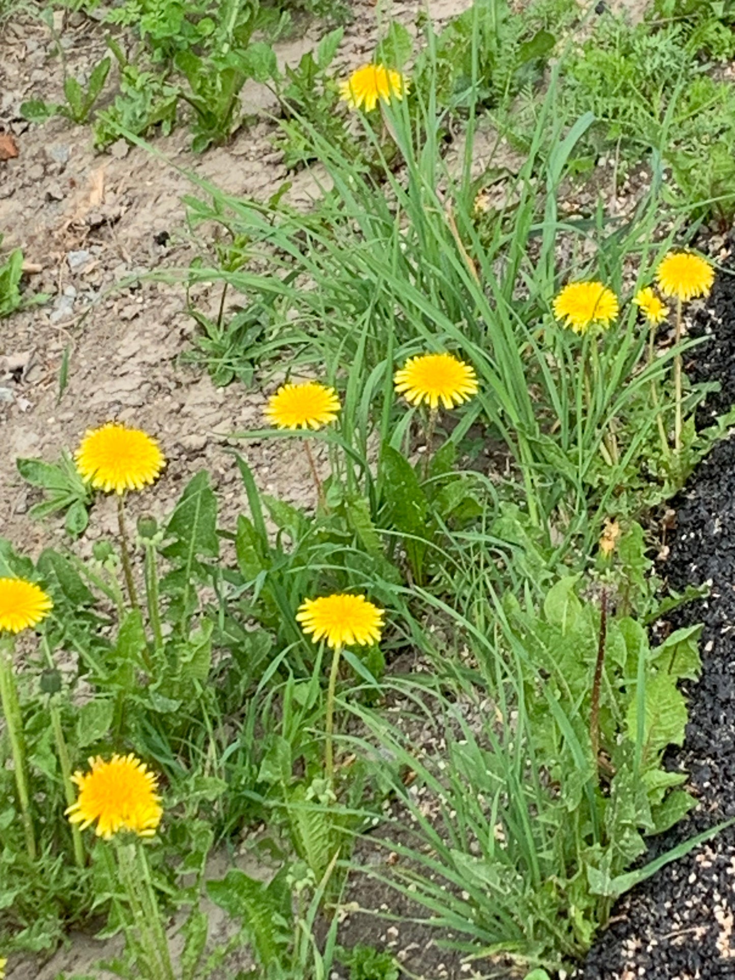 The Dandelion  - Mønster