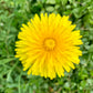 The Dandelion