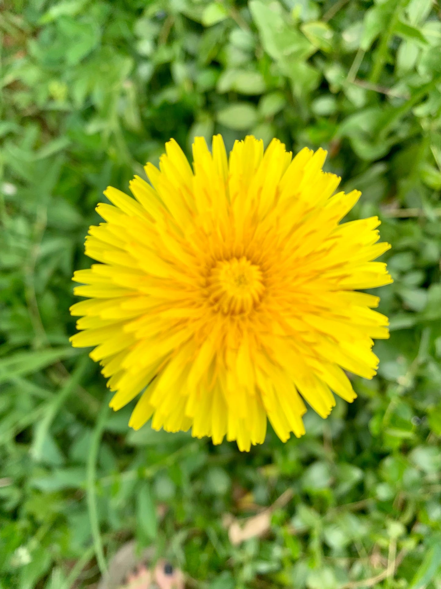 The Dandelion fra CosyMonday  - Strikkeoppskrift