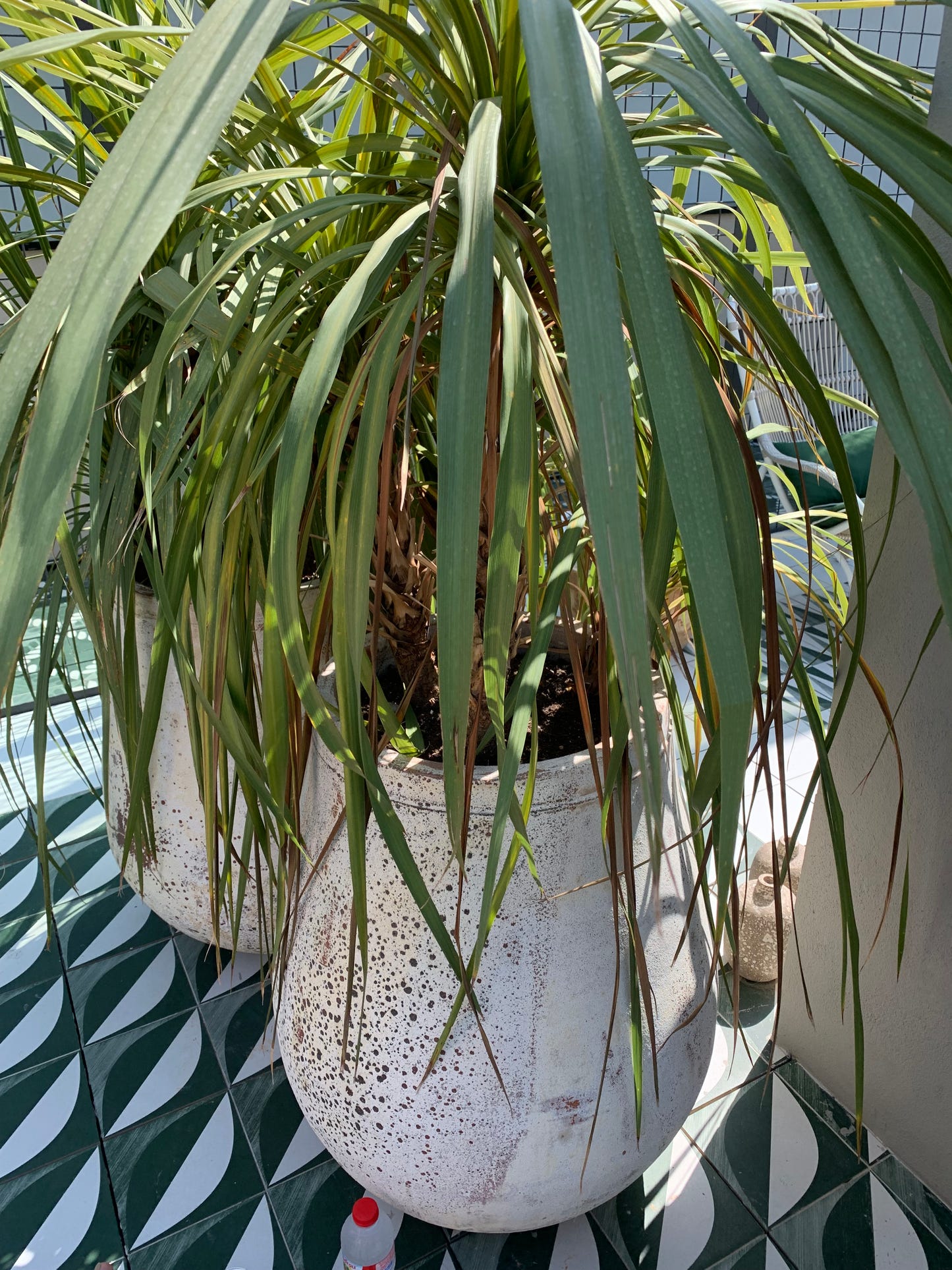 The Calla Bassas - Strikkeoppskrift