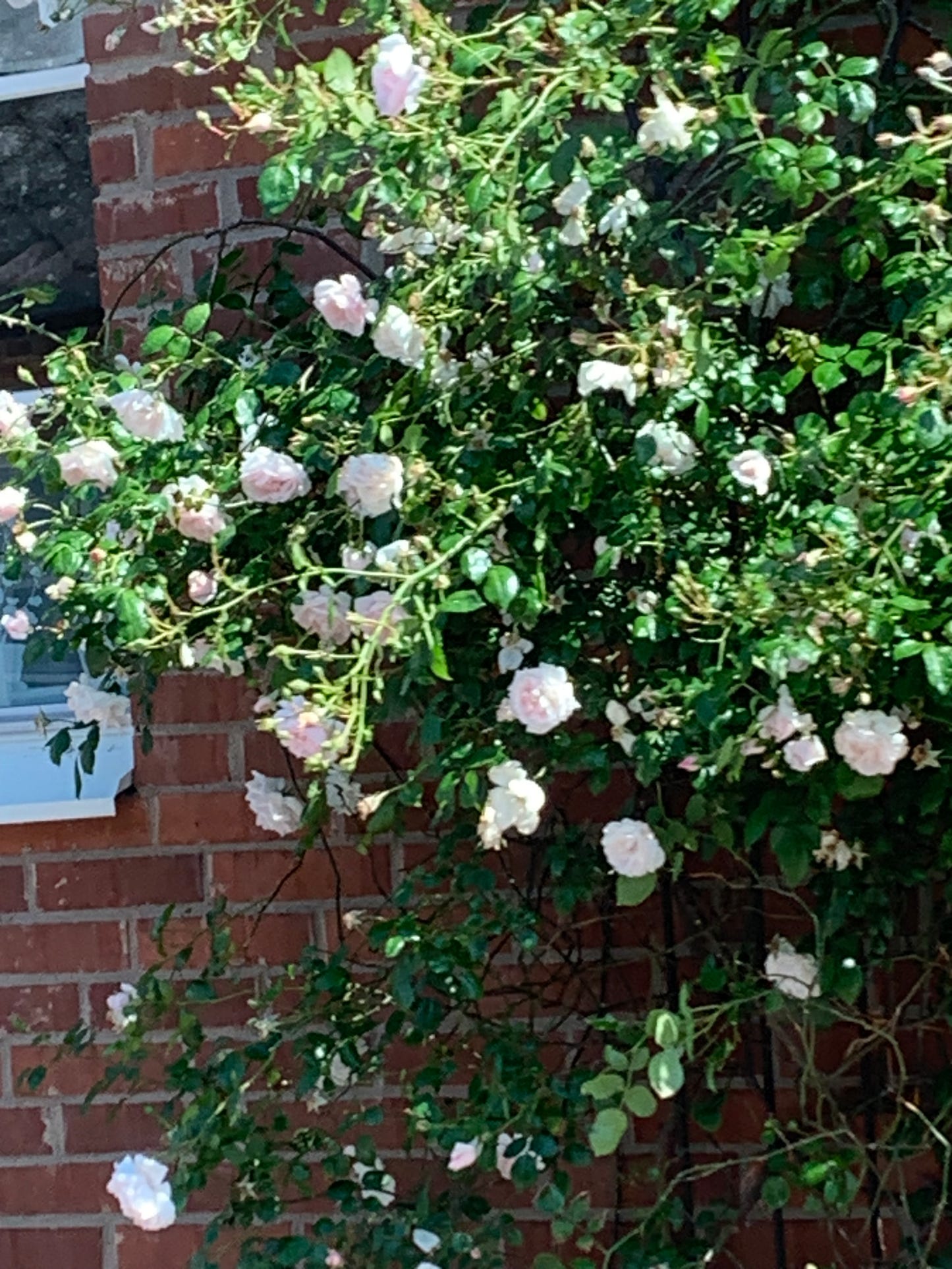 Butterflies fra CosyMonday - Strikkeoppskrift