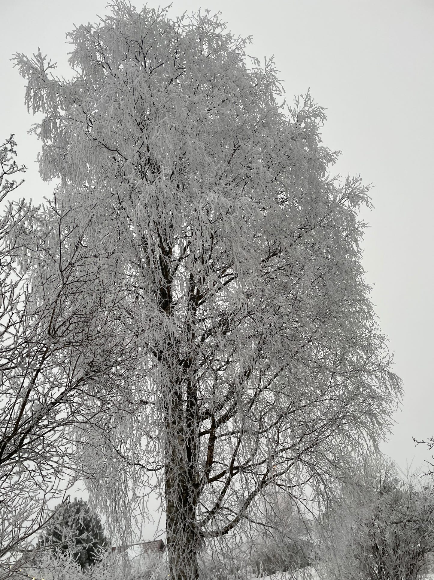 en bjørk i vinterskruf