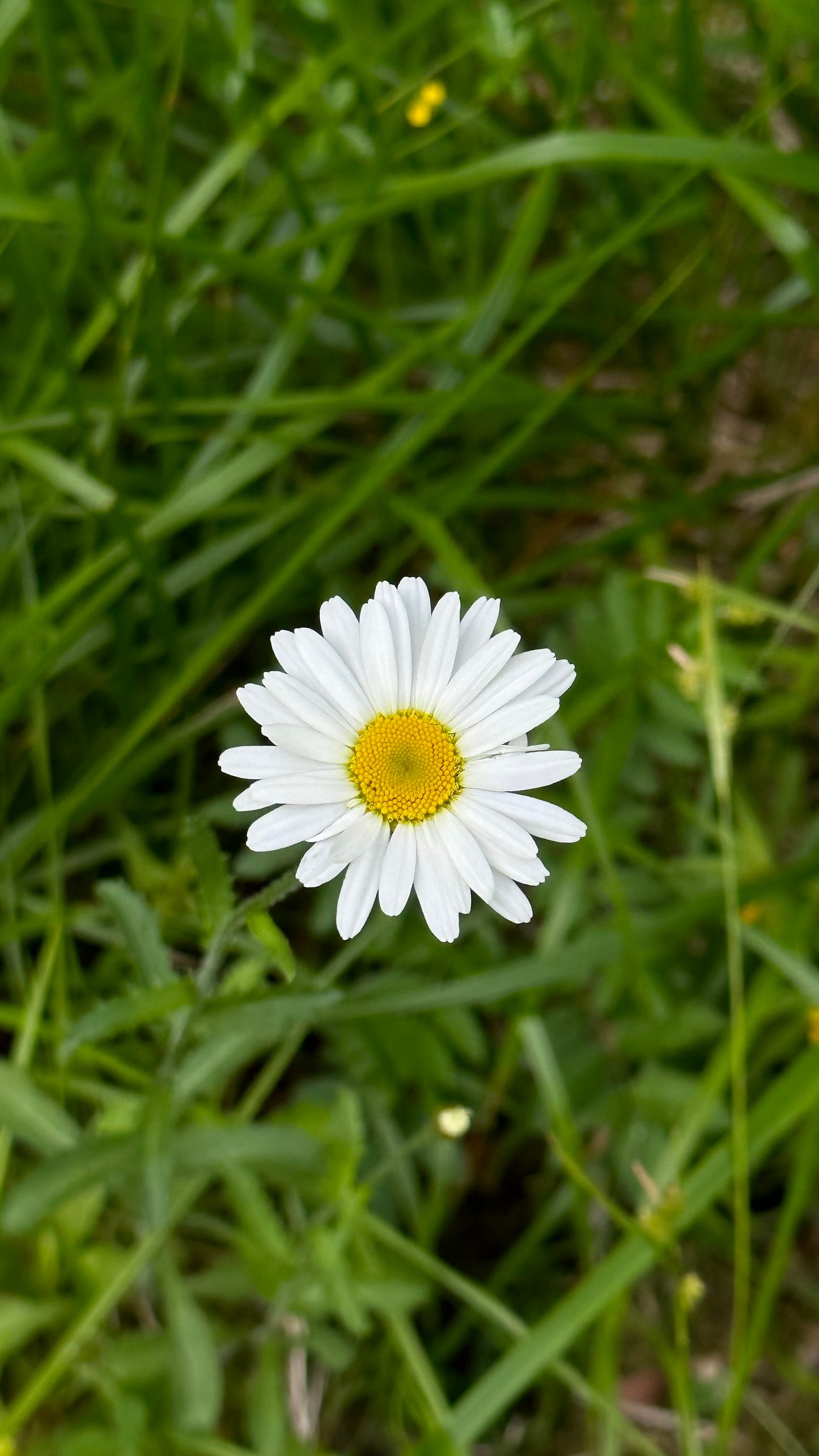 Here Comes the Sun - True Love - Strikkeoppskrift