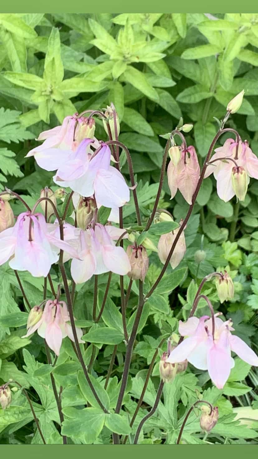 Midsummer Love - NORWEGIAN MAY FLOWERS - strikkeoppskrift