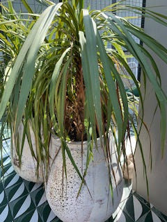 Black Star  - True Love - Strikkeoppskrift