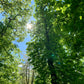 ALWAYS IN MY HEAD - Woods  - Mønster