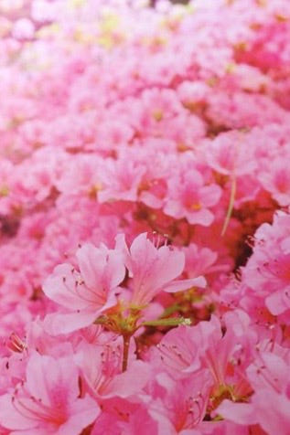 ALWAYS IN MY HEAD - Smellroses - Strikkeoppskrift