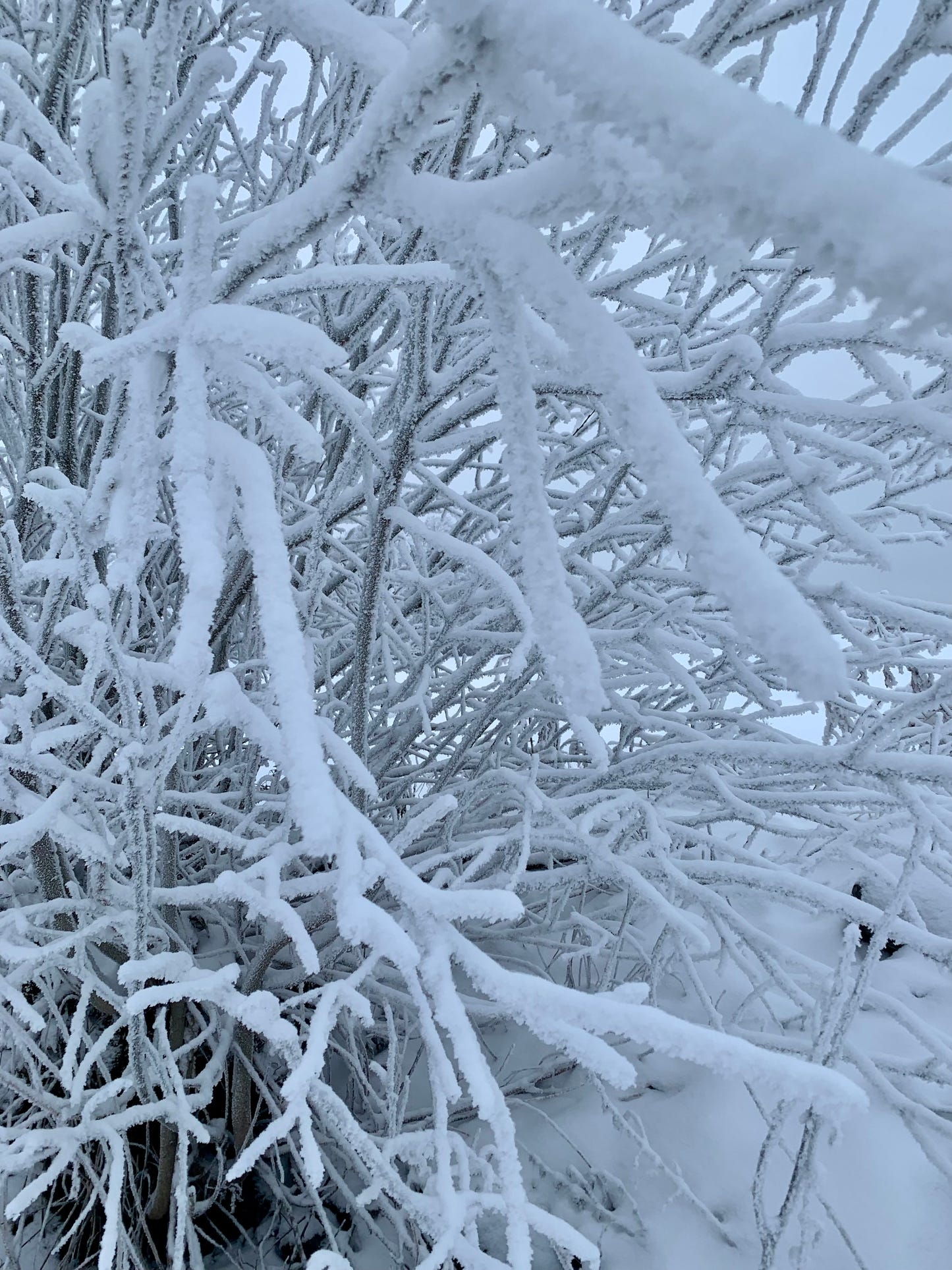 ALWAYS IN MY HEAD -  Christmas