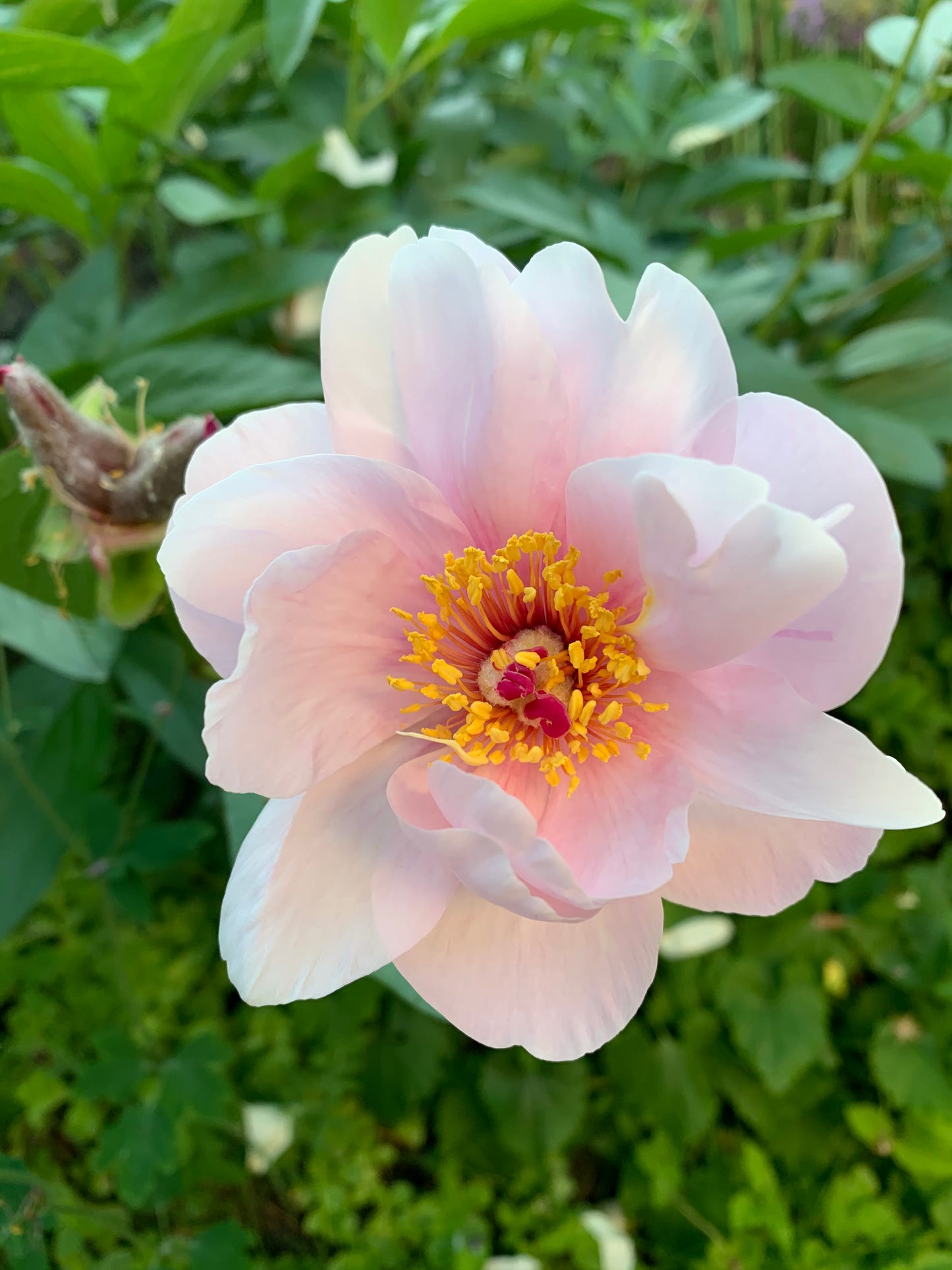 Midsummer Love - NORWEGIAN MAY FLOWERS - Strikkeoppskrift