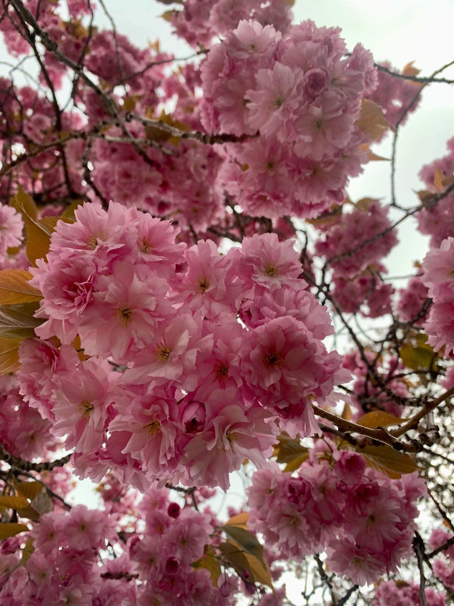 ALWAYS IN MY HEAD - Early Spring - Knitting pattern