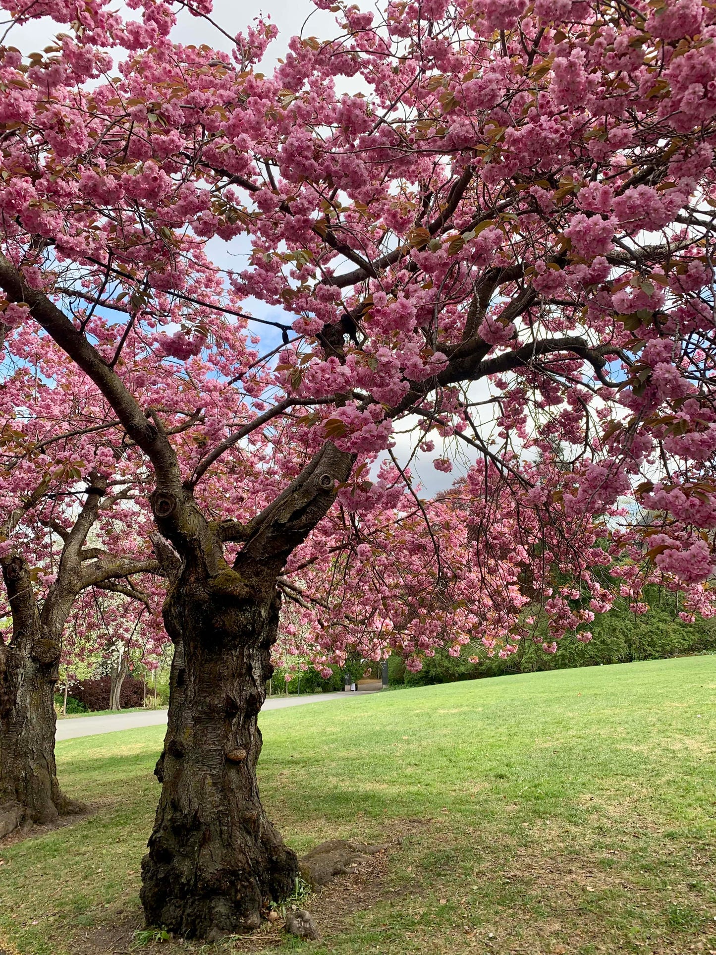 ALWAYS IN MY HEAD - Early Spring - Knitting pattern