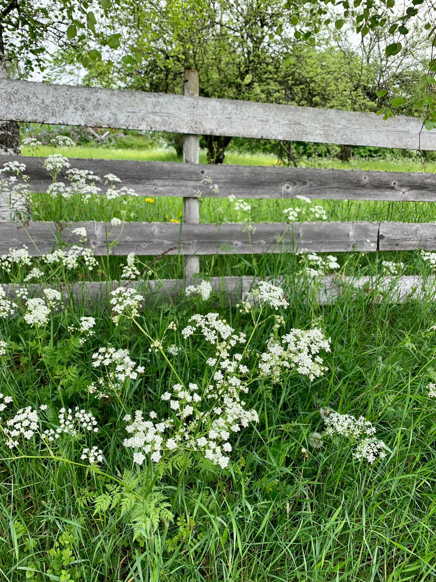Midsummer Love - NORWEGIAN MAY FLOWERS - Strikkeoppskrift