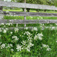 Midsummer Love - NORWEGIAN MAY FLOWERS - Strikkeoppskrift