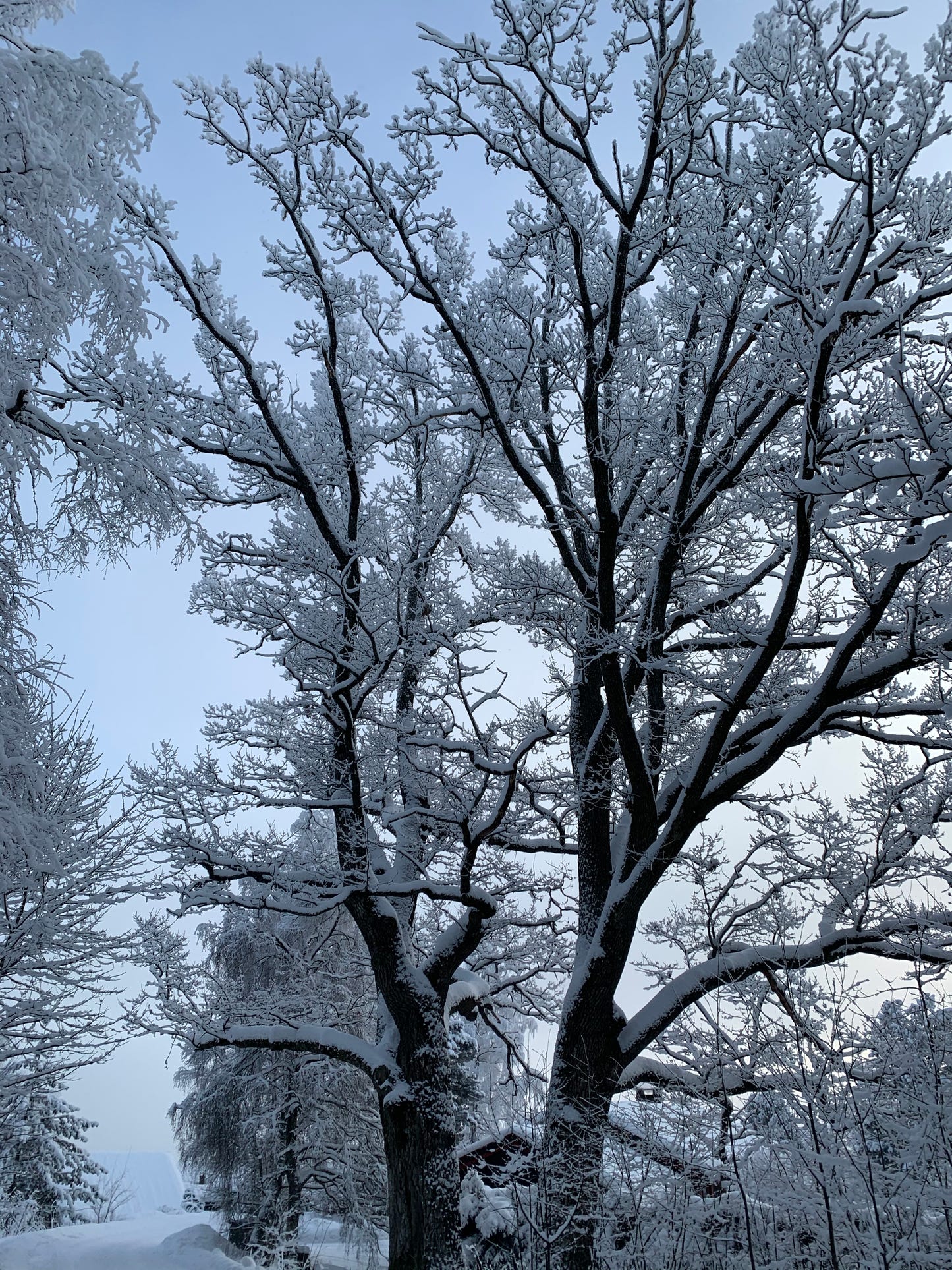 ALWAYS IN MY HEAD -  Christmas