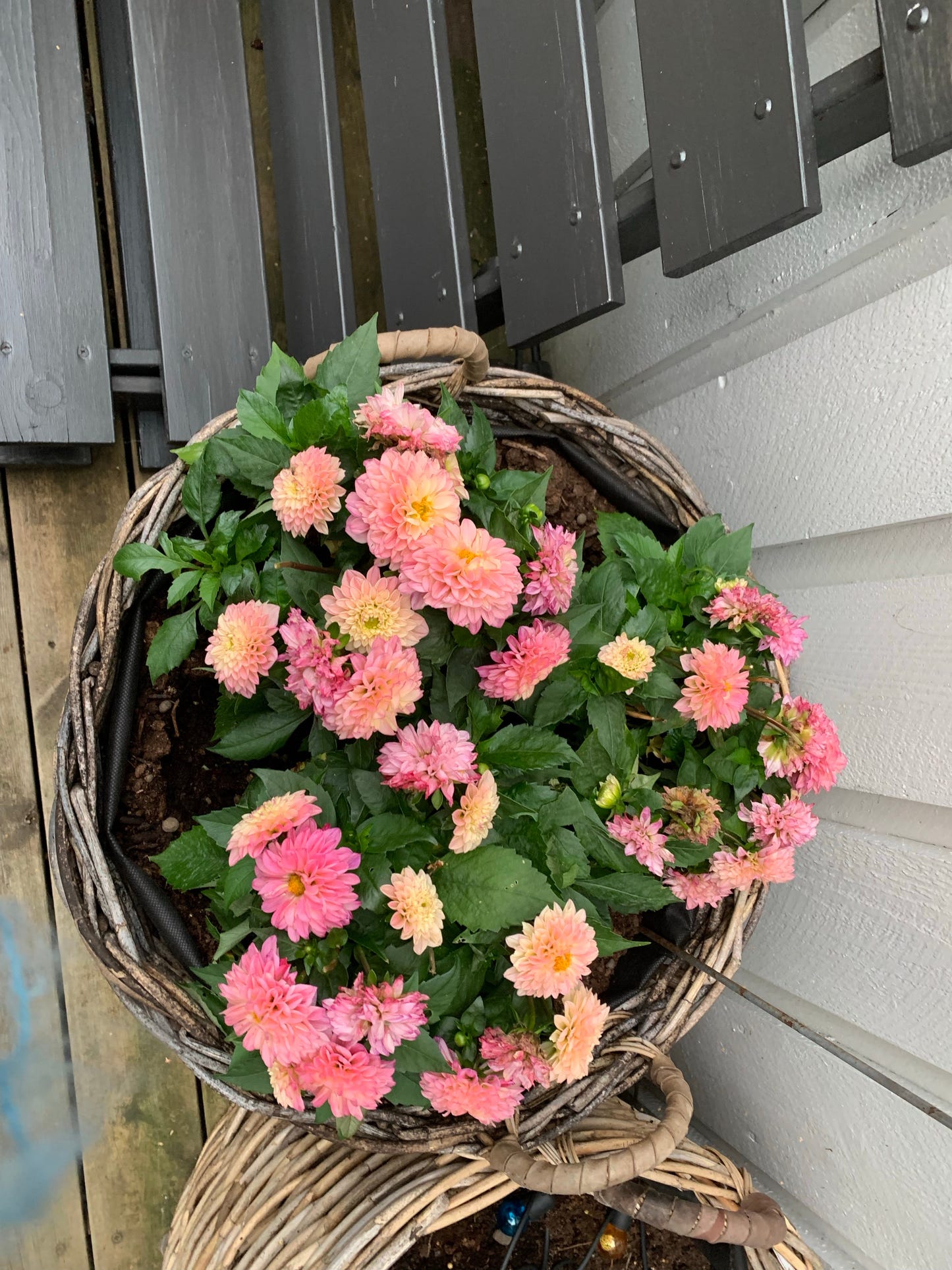 Pink & Yellow - COLORATURA - Strikkeoppskrift