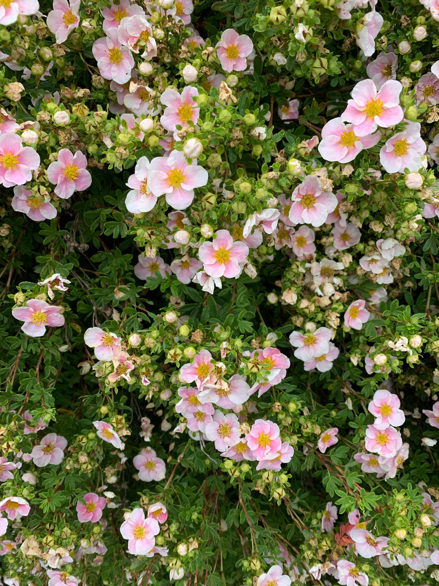 Pink & Yellow - COLORATURA - Strikkeoppskrift